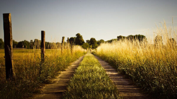 Wallpaper Between, Wood, Road, Green, Fence, Country, And, Sand, Grass, Field