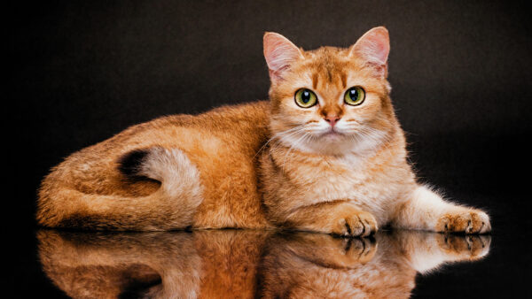 Wallpaper Cat, Floor, Reflection, Desktop, With, Sitting, Brown