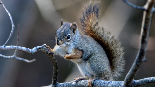 Wallpaper White, Desktop, Squirrel, Standing, Gray, And, Branch, Dry