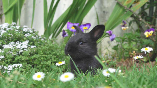 Wallpaper The, Flowers, Rabbit, Grass, Green, Black, Middle