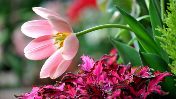 Wallpaper Desktop, Green, Leaves, Background, Blur, Flowers, Flower, With, Pink