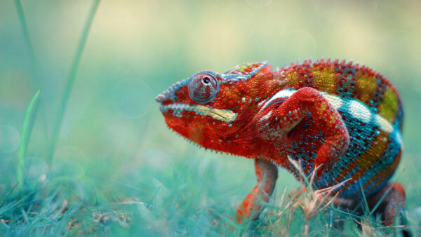 Wallpaper Lizard, Chameleon, Standing, Background, Blur, Colorful