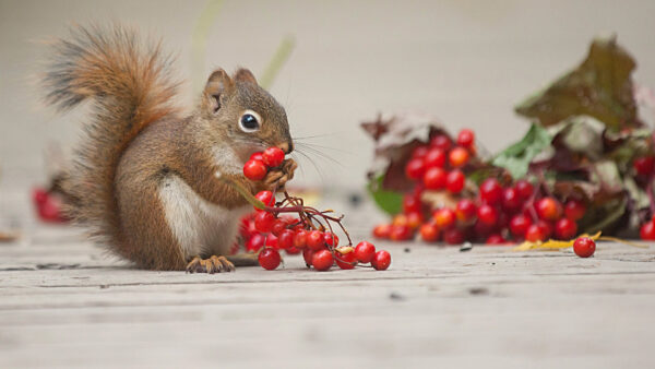 Wallpaper Squirrel, Animals, Desktop, Rodent, Brown