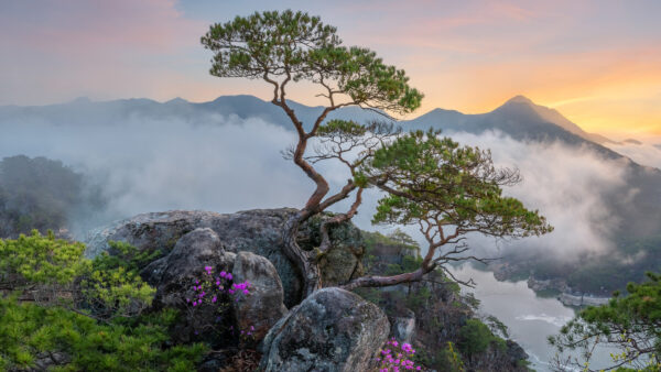 Wallpaper Rock, Under, Blue, Twisted, Mountain, Tree, Bushes, Nature, Sky, Fog