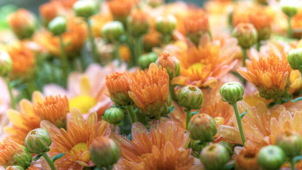Wallpaper Light, Buds, Chrysanthemum, Flowers, Orange