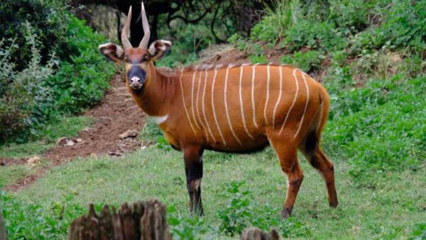 Wallpaper Background, Brown, Bongo, White, Plants, Standing, Green, Forest, Lines, Bushes