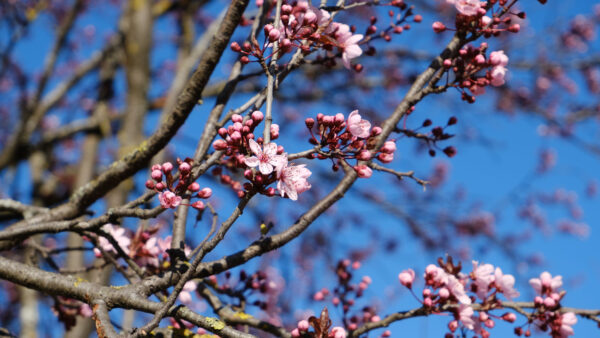 Wallpaper Cherry, Pink, Spring, Flowers, Tree, Branches