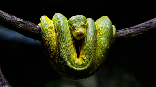 Wallpaper Background, Branch, Python, Yellow, Snake, Black, Tree, Green