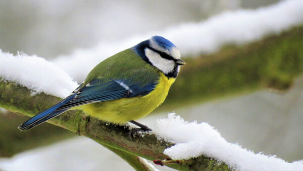 Wallpaper Tree, White, Blue, Birds, Standing, Snow, Covered, Bird, Yellow, Branch