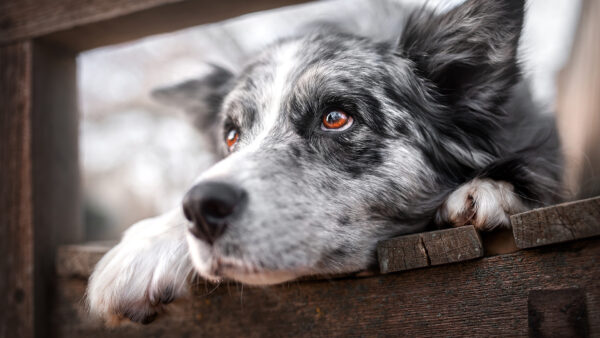 Wallpaper Shepherd, Dog, Pet, Australian