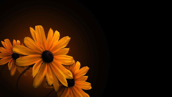 Wallpaper Flowers, Yellow, Background, Black