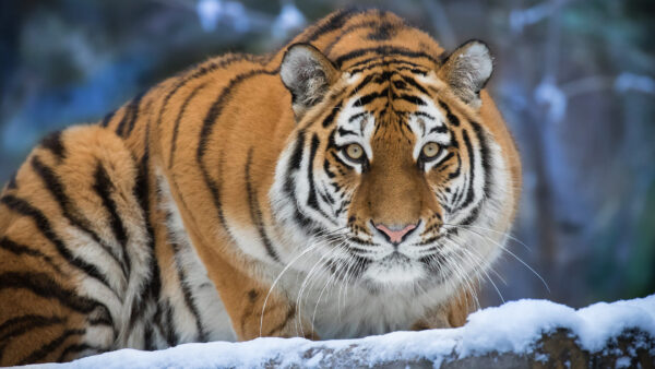 Wallpaper Sitting, Look, Stare, Snow, Background, With, Blur, Tiger