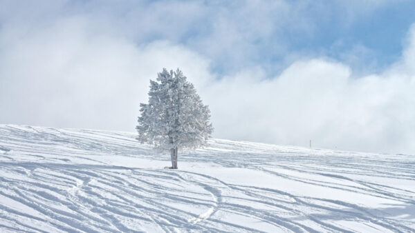 Wallpaper Snow, Fog, Tree, Leaves, Desktop, Winter, Branches, Covered, Field, Mobile, Background