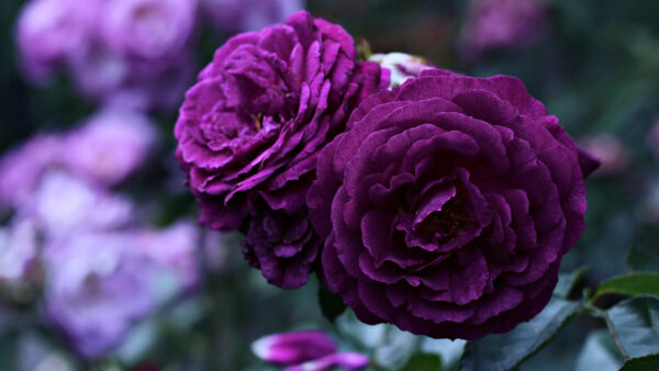 Wallpaper Green, Roses, Background, Petals, Purple, Blur, Leaves