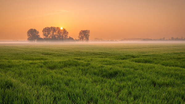 Wallpaper Fog, Beautiful, Background, Sunset, Scenery, Grass, Nature, Trees, Field, With