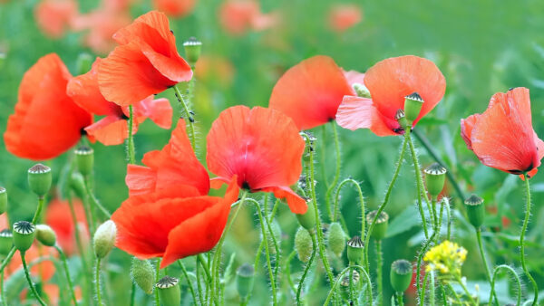 Wallpaper Leaves, View, Common, Poppies, Red, Closeup, Plants, Flowers, Green