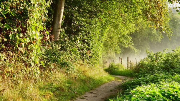 Wallpaper Path, Between, Plants, Fence, Trees, Nature, Climbing