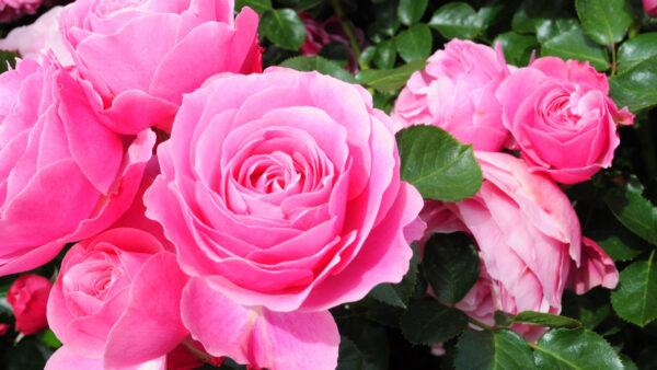 Wallpaper Green, Roses, Leaves, Aesthetic, Pink, Bushes, Plants