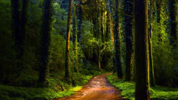 Wallpaper With, Nature, Between, Sunbeam, Green, Trees, Path, Sand, Forest