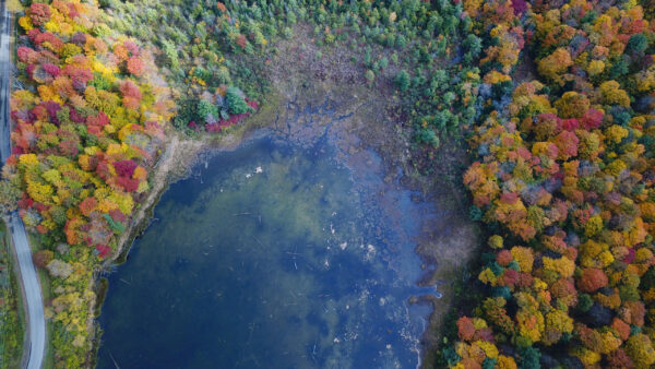 Wallpaper Nature, Trees, Covered, View, And, Aerial, Lake, Autumn, Colorful, Forest