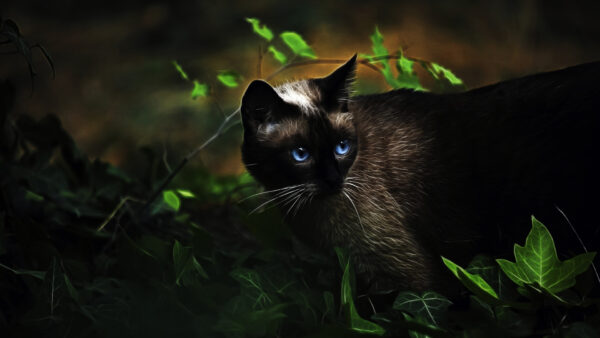 Wallpaper Image, Artistic, Black, Cat, Blue, Eyes, Cute