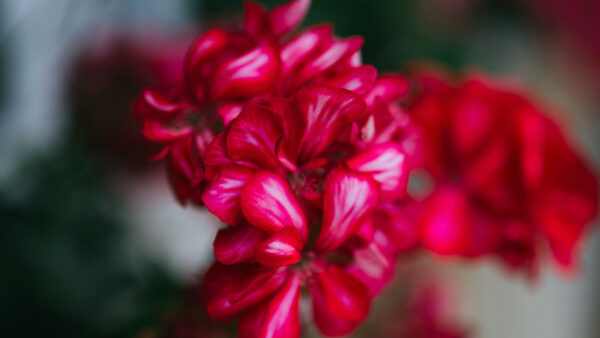 Wallpaper Blur, Petals, Pink, Background, Dark, Flowers, Plant