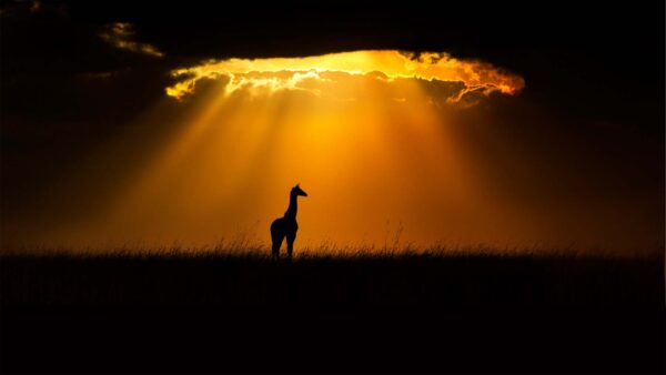 Wallpaper Grass, Desktop, Dry, Standing, Field, Background, Silhouette, Giraffe, Young