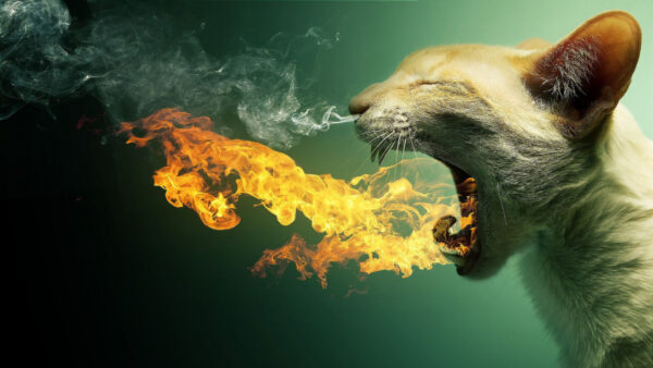Wallpaper Fire, Smoke, Green, Background, Face, Funny, Cat, Expression