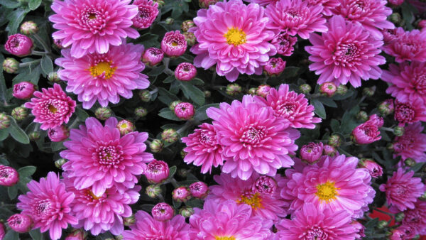 Wallpaper Chrysanthemum, Pink, Flowers, Bunch, Buds