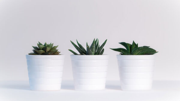 Wallpaper Pots, Flower, Three, Aesthetic, Background, White