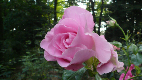 Wallpaper Buds, Forest, View, Flower, Petals, Closeup, Light, Rose, Pink, Background