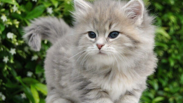 Wallpaper Background, Sitting, Blur, Leaves, Ash, Light, Plants, Green, Cat, Cute, Kitten