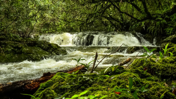 Wallpaper Plants, Bushes, Waterfalls, Trees, Stream, Nature, Algae, Green, Rocks