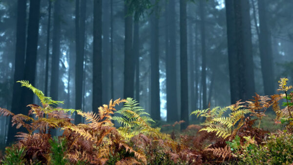 Wallpaper Foreground, Wood, Fern, Trees, Autumn, Nature