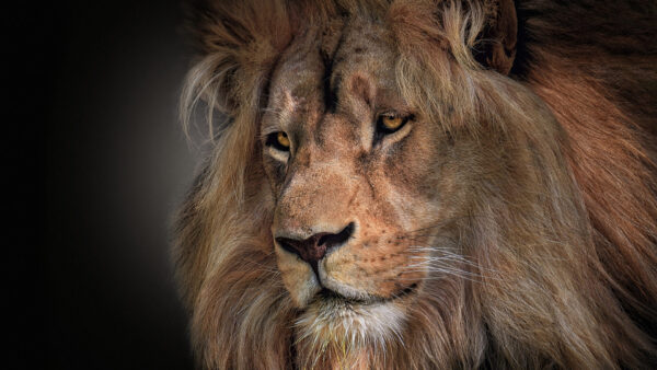Wallpaper Background, Lion, Dark, Closeup, With, Look, Stare, View
