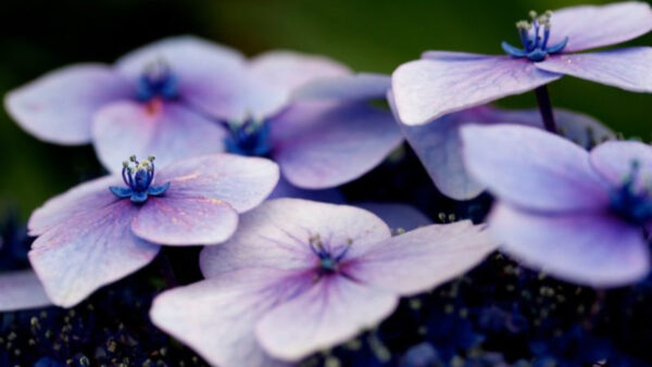 Wallpaper Green, Background, Light, Blur, Purple, Flowers, Aesthetic