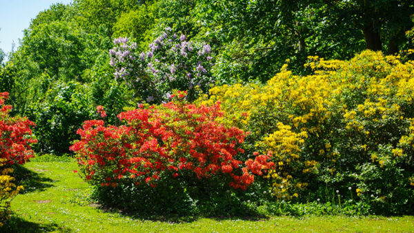 Wallpaper During, Trees, Garden, Flowers, Daytime, Field, Grass, Colorful, Green