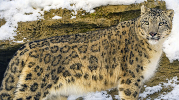 Wallpaper Predator, Snow, Leopard, Irbis