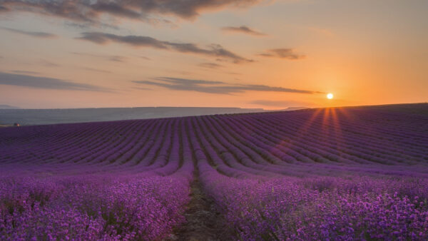 Wallpaper Lavender, Nature, Sunset, Flowers, During, Field, Beautiful