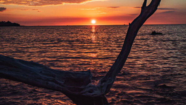 Wallpaper Sunset, Branches, Beautiful, Silhouette, Background, Nature, Water, Moon, Tree, Reflection