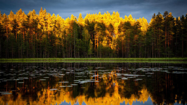 Wallpaper Desktop, Trees, Reflection, Blue, With, Mobile, Leafed, Lake, Sky, Background, Nature, Green, Yellow