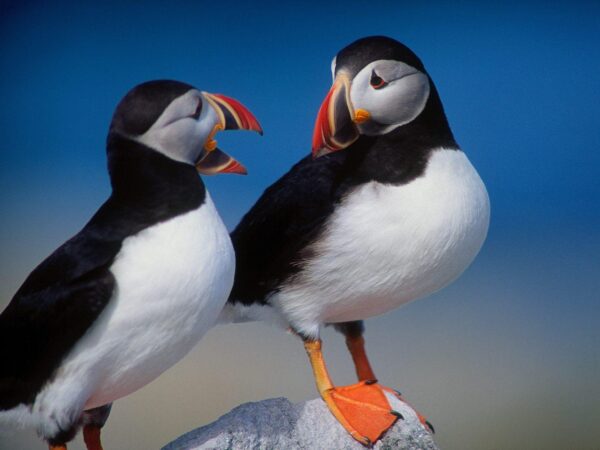 Wallpaper Birds, Beautiful
