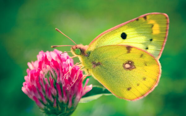 Wallpaper Colias, Butterfly, Hyale