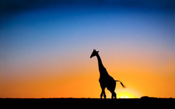 Wallpaper Sunset, Botswana, Giraffe