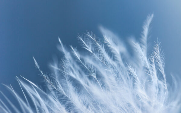 Wallpaper Feather, Macro