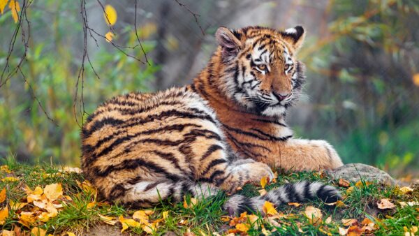 Wallpaper Cub, Tigress