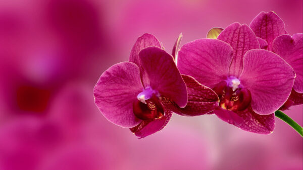 Wallpaper Flower, Petals, 4k, Orchid, Pink, Flowers