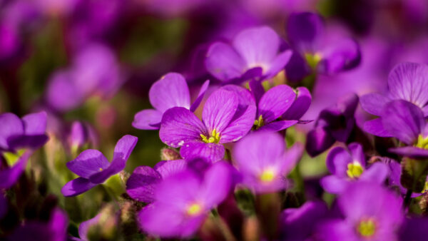 Wallpaper Aubrieta, Flower, Flowers, Purple, Plant, Petal