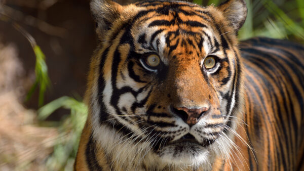 Wallpaper Tiger, Forest, Eyes, Desktop, Background, Images, Animals, Cool, 5k, Pc, 4k