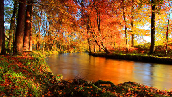 Wallpaper Colorful, Covered, River, Trees, Between, Forest, Nature